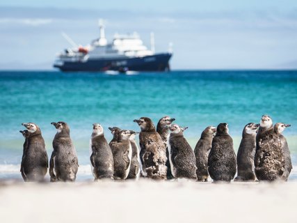 MV_Plancius_Penguins_Saunders_Island_Falklands_©_Dietmar_Denger_Oceanwide_Expeditions