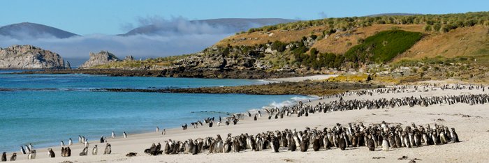 Magellanic_Penguins_Falkland_Islands_©_Werner_Thiele_Oceanwide_Expeditions