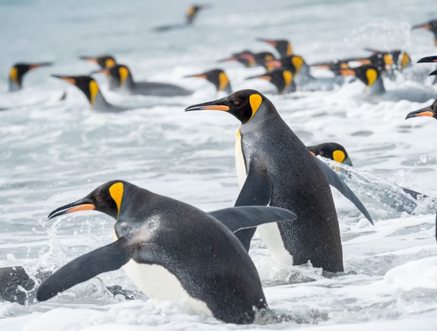 Suedgeorgien_Wasser_Koenigspinguine_©_Martin_Zwick_Naturfoto