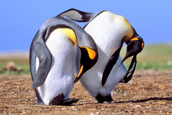 Koengspinguine_Falkland_Inseln_2017_©_Martin_Zwick_Naturfoto