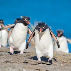 Felsenpinguine_Falkland_Inseln_2017_©_Martin_Zwick_Naturfoto