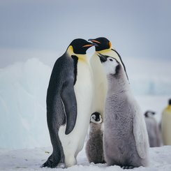 Emperor Penguins Snow Hill_©_David_Merron_Quark_Expeditions