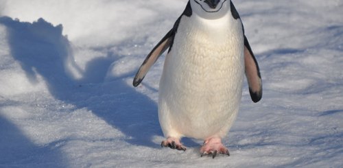 Chinstrap_Penguin_Antarctica_©_Antarpply_Expeditions