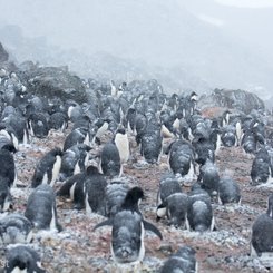 Adelie_penguins__Kinnes_Cove_©__Arjen_Drost_Natureview_Oceanwide_Expeditions