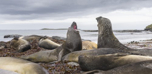 See_Elefanten_Falkland_Inseln_2017_©_Martin_Zwick_Naturfoto