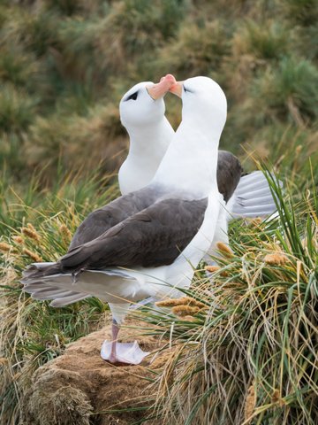 Schwarzbrauenalbatrosse_Falkland_Inseln_2017_©_Martin_Zwick_Naturfoto