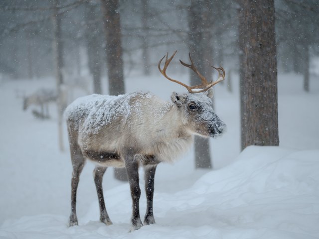 Rentier_Finnland_Lappland_©_Martin_Zwick_Naturfotografie