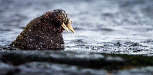 Jewels_Russian_Arctic_Walrus_©_Nicky_Souness_Quark_Expeditions