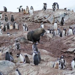 Gentoo_Penguins_Fur_Seal_Antarctica_©_Jamie_Scherbeijn_Oceanwide_Expeditions