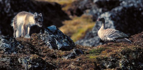 Arctic_Fox_with_Pink-footed_Goose_©_Rinie_van_Meurs_Oceanwide_Expeditions