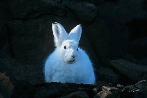 Arctic_Hare_Greenland_©_Rinie_van_Meurs_Oceanwide_Expeditions