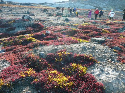 Tundra_Greenland_©_Rob_Tully_Oceanwide_Expeditions