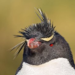 Felsenpinguine_Falkland_Inseln_2017_©_Martin_Zwick_Naturfoto