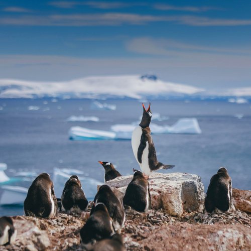 Antarctica_©_David_Merron_Quark_Expeditions