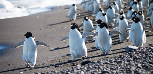 Adelie_Penguins_Antarctica_©_K_Ovsyanikova_Heritage_Expeditions