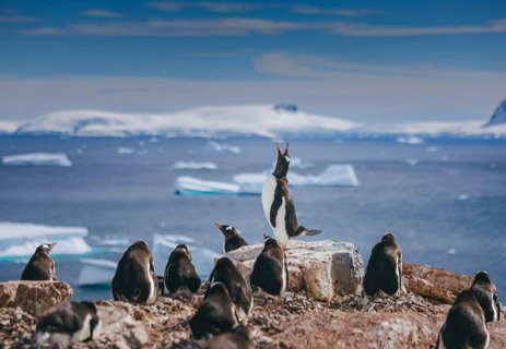 Antarctica_©_David_Merron_Quark_Expeditions