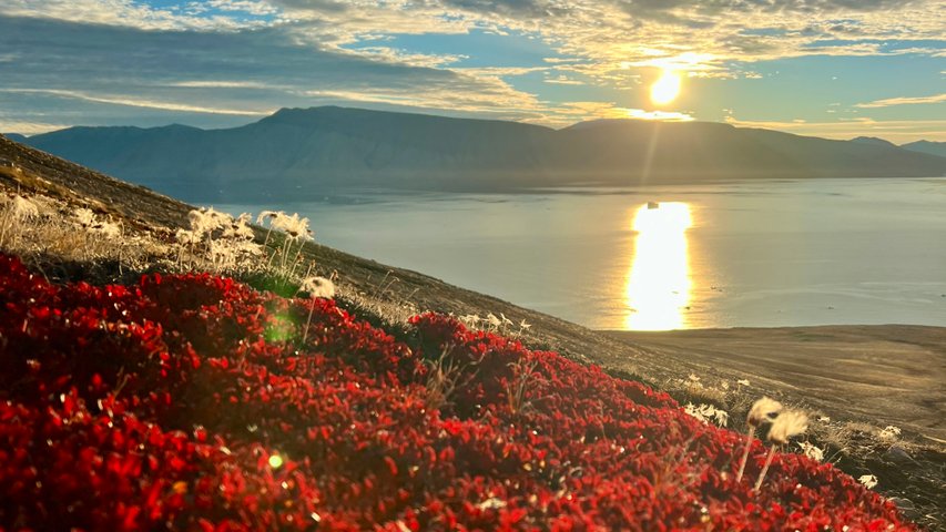 Kap_Ovibos_Greenland_©_Adam_Turner_Oceanwide_Expeditions