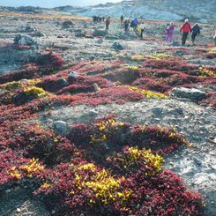 Tundra_Greenland_©_Rob_Tully_Oceanwide_Expeditions