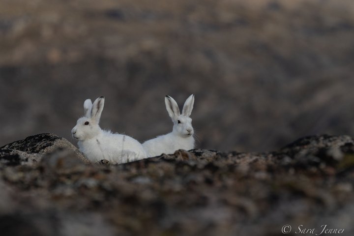 Arctic_Hare_©_Sara_Jenner_Oceanwide_Expeditions