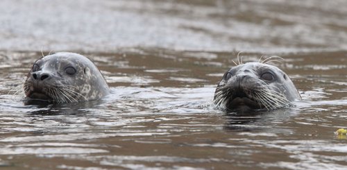 Russias_Ring_of_Fire_Sea_Lions_©_A_Riley_Heritage_Expeditions