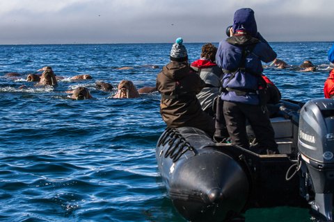 Walrusses_Where_Russias_Day_Begins_©_K_Ovsyanikova_Heritage_Expeditions