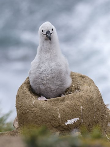 Albatros_Kueken_2_Falkland_Inseln_2017_©_Martin_Zwick_Naturfoto