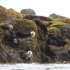 Russias_Ring_of_Fire_Sea_Otter_©_A_Riley_Heritage_Expeditions