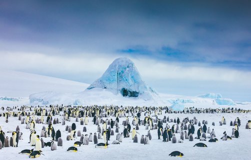 Emperor Penguins Snow Hill_©_David_Merron_Quark_Expeditions