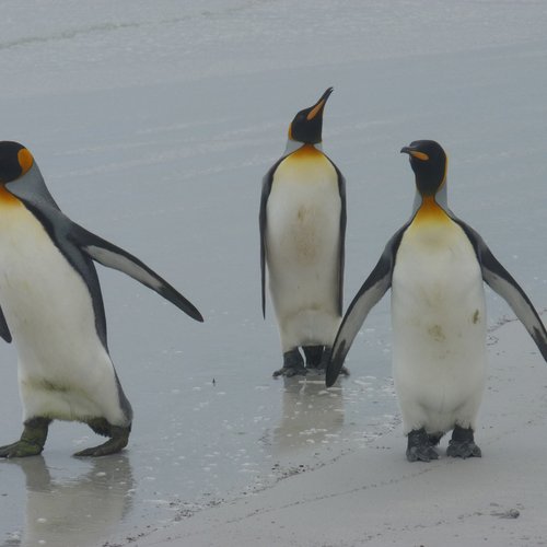 Koenigspinguine_3_Volunteer_Point_Falkland_©_Juergen_Stock_Auf_Kurs_Inselreisen