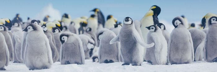 Emperor Penguins Snow Hill_©_David_Merron_Quark_Expeditions