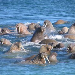 Walrus_Appolonov_Island_Franz_Josef_Land_©_Andrey_Volkov_Oceanwide_Expeditions