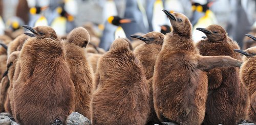 King_Penguins_Fortuna_Bay_South_Georgia_©_Martin_van_Lokven_Oceanwide_Expeditions