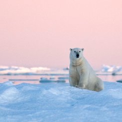 Polar_Bear_Wrangel_Island_©_A_Terauds_Heritage_Expeditions