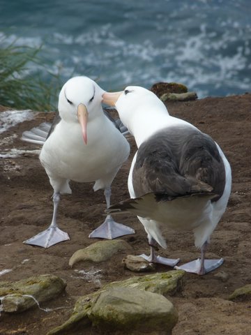 Schwarzbrauenalbatrosse_Saunders_Sea_Lion_Falkland_©_Juergen_Stock_Auf_Kurs_Inselreisen