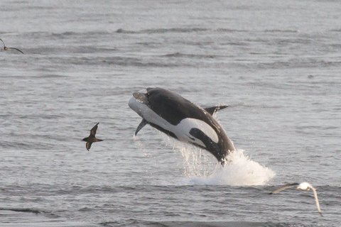 Orcas_Chukotka_Where_Russias_Day_Begins_©_K_Ovsyanikova_Heritage_Expeditions