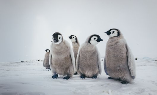 Emperor Penguins Snow Hill_©_David_Merron_Quark_Expeditions