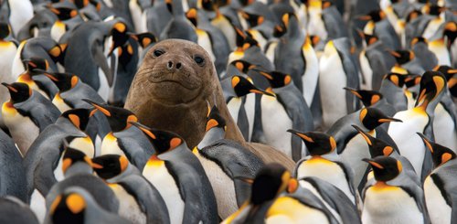 Young_Elephant_Seal_King_Penguin_Colony_Antarctica_©_G_Riehle_Expeditions