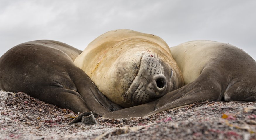 See_Elefanten_Falkland_Inseln_2017_©_Martin_Zwick_Naturfoto