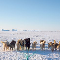 Schlittenhunde im Winter im Nordwesten von Groenland auf dem Meereis vor Uummannaq, dort sind Hunde noch Zugtiere fuer die Fischer des Ortes. Groenland_©_Martin_Zwick_Naturfoto