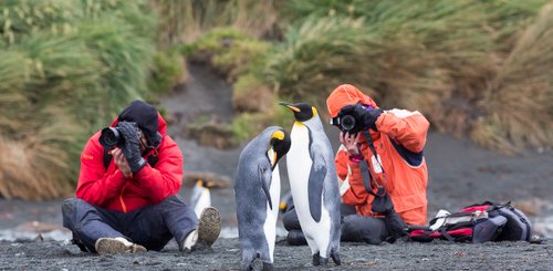 King_Penguins_Sub_Antarctic_Islands_©_S_Blanc_Heritage_Expeditions