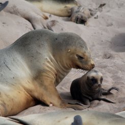 Forgotten_Islands_Sub_Antarctic_Islands_©_K_Ovsyanikov_Heritage_Expeditions