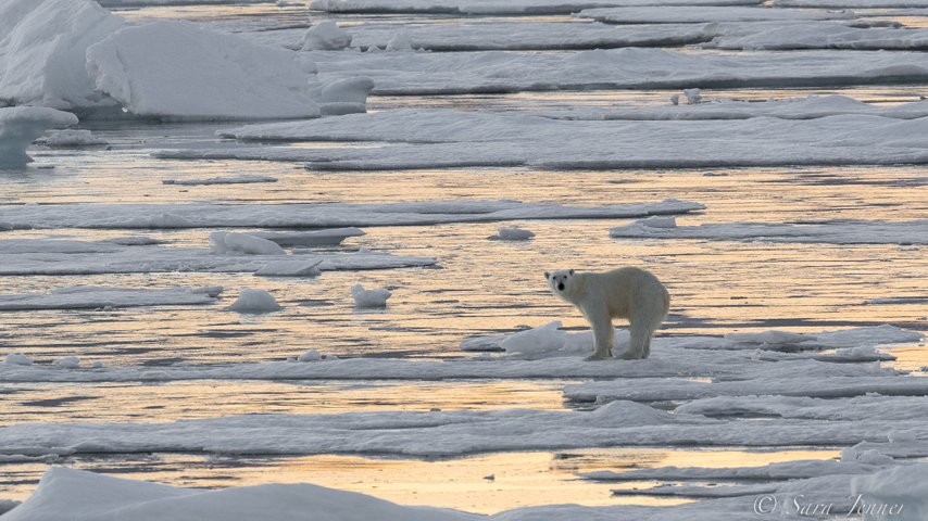 Polar_Bear_©_Sara_Jenner_Oceanwide_Expeditions