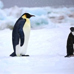 Ross_Sea_Emperor_Adelie_Penguin_pack_ice_©_Mark_Vogler_Oceanwide_Expeditions