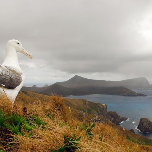 Albatrosses_Sub_Antarctic_Islands_©_Heritage_Expeditions