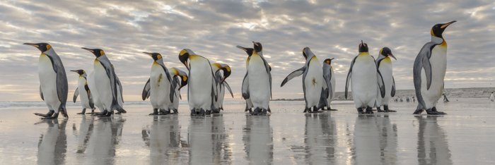 Koengspinguine_Falkland_Inseln_2017_©_Martin_Zwick_Naturfoto