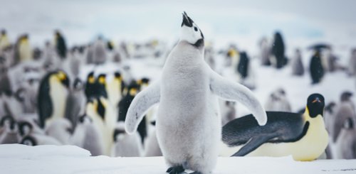 Emperor Penguins Snow Hill_©_David_Merron_Quark_Expeditions