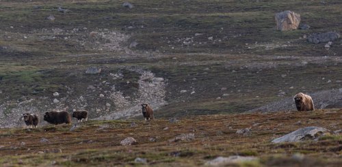 Musk_Ox_ ©_Sara_Jenner_Oceanwide_Expeditions