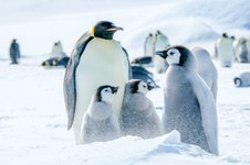 Emperor_penguins_chicks_Snow_Hill_Island_Antarctica_©_Ilja_Reijnen_Oceanwide_Expeditions