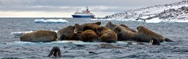 Walrus_Franz_Josef_Land_©_John_Bozinov_Poseidon_Expeditions