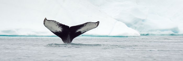 Buckelwal_Eisberge_Ilulissat_Eisfjord_Disko_Bucht_Westgroenland_©_Martin_Zwick_Naturfoto